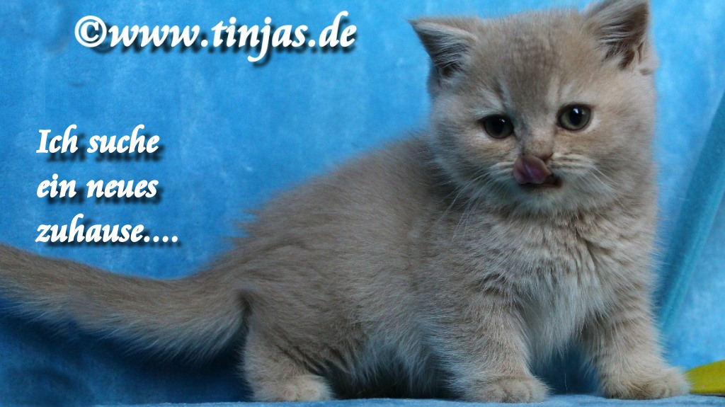 Britisch Kurzhaar Katzenbabys